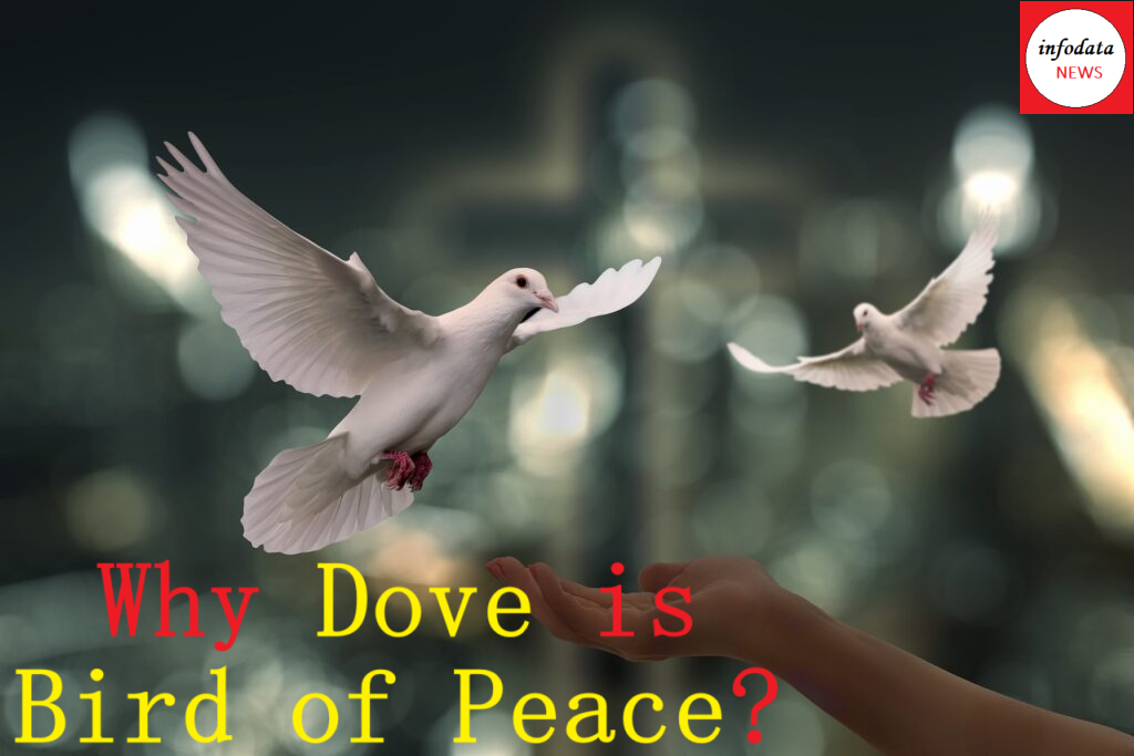 International Day of Peace - Why Dove is bird of Peace?