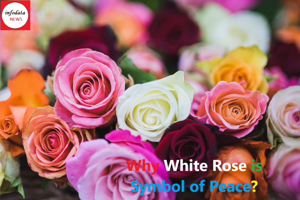 International Day of Peace - Why white rose is symbol of peace?