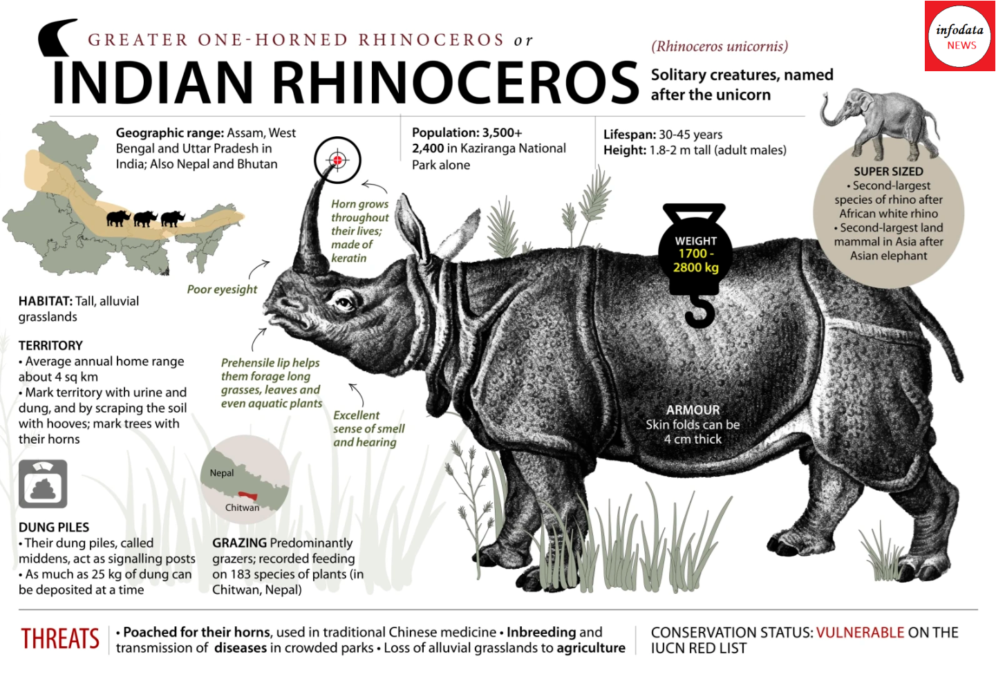 World Rhino Day - Indian Rhino