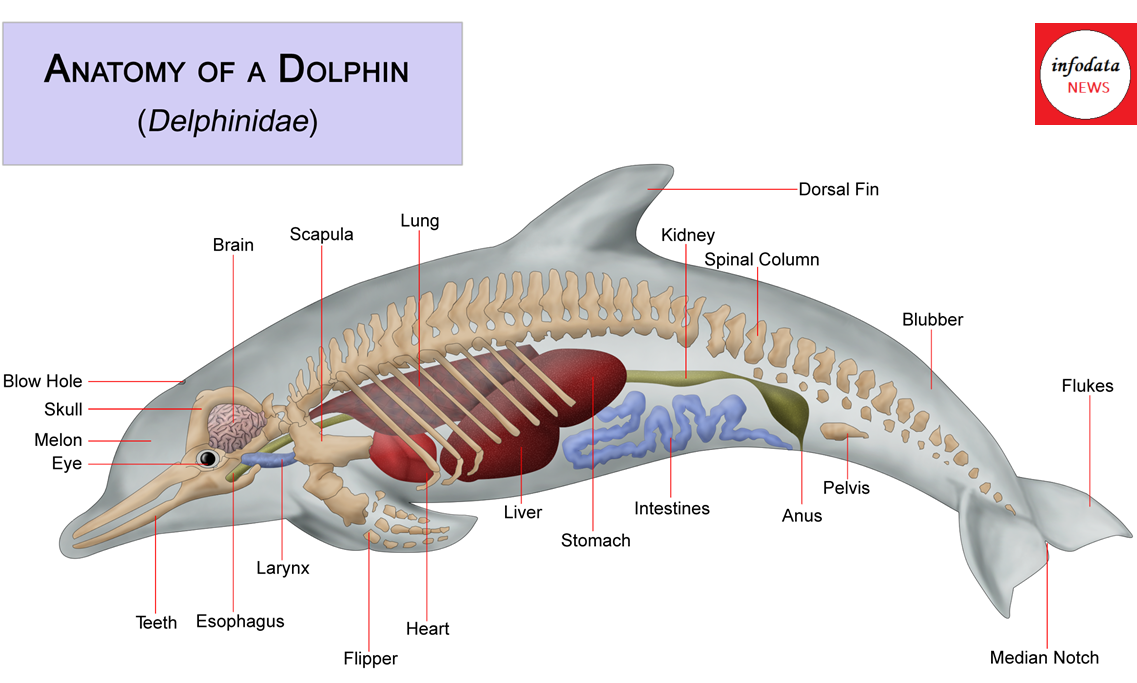 World Dolphin Day